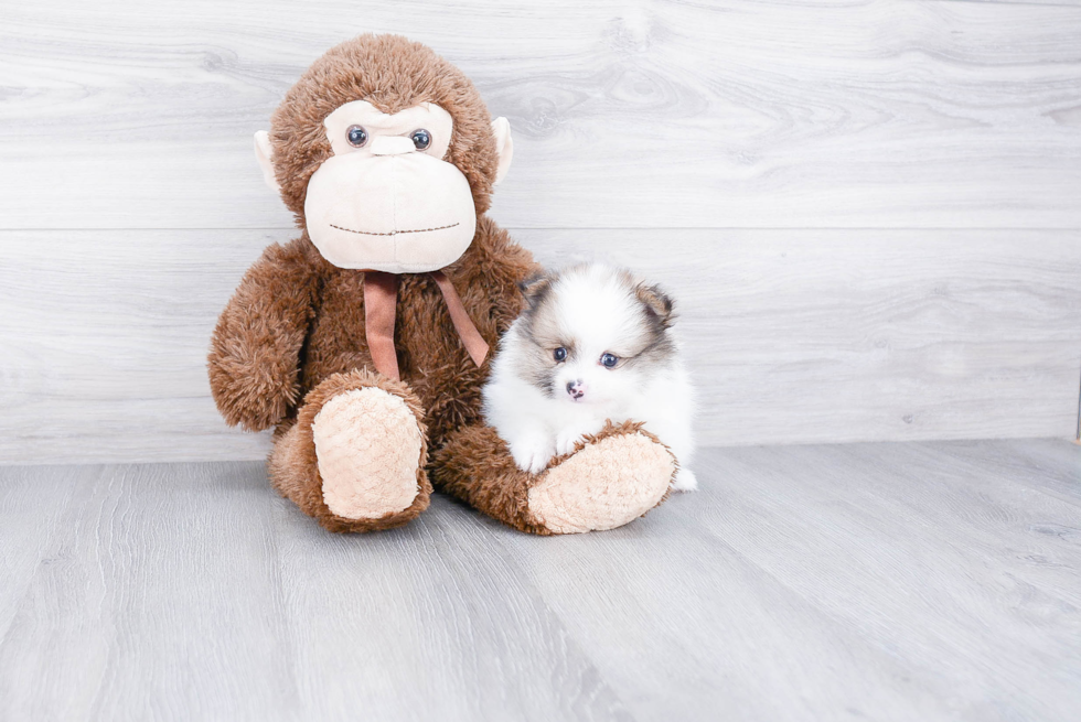 Energetic Pomeranian Purebred Puppy