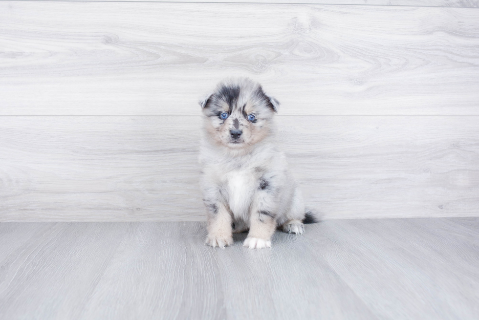 Fluffy Pomsky Designer Pup