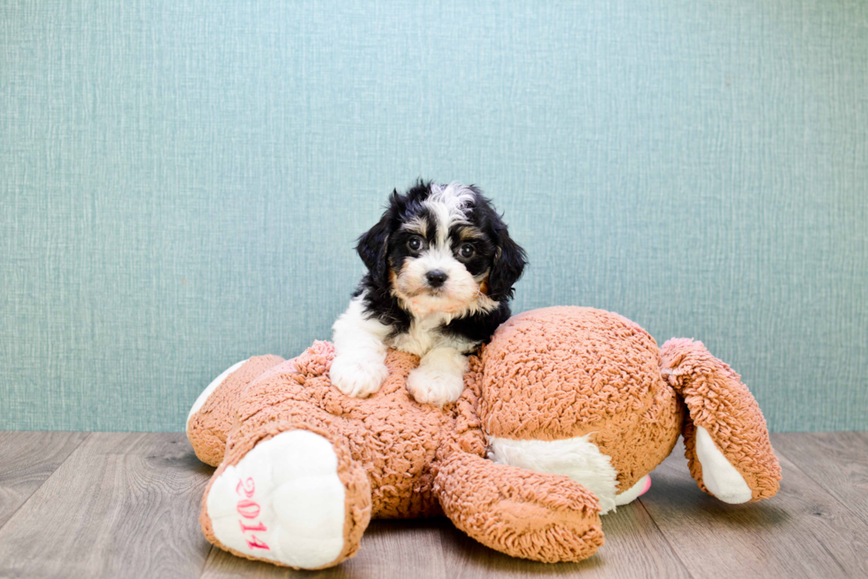 Cavachon Pup Being Cute