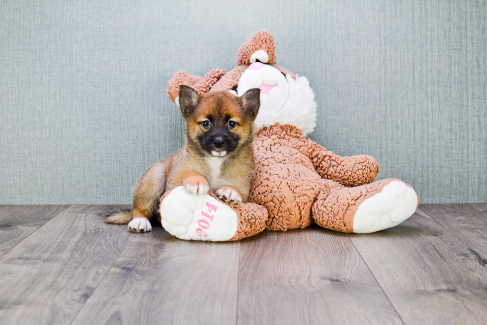 Popular Pomeranian Purebred Pup