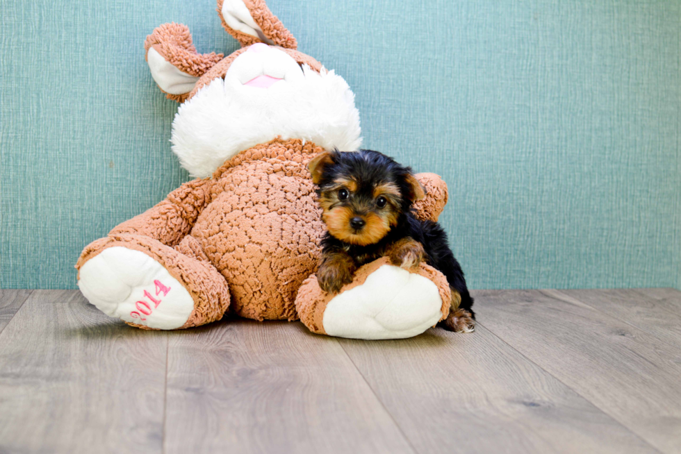 Meet Twinkle - our Yorkshire Terrier Puppy Photo 