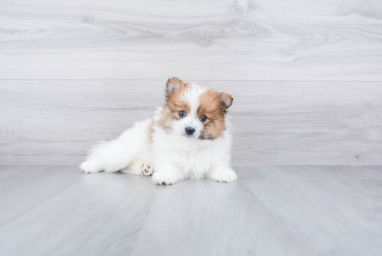 Adorable Pomeranian Purebred Puppy