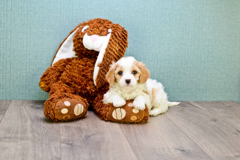 Energetic Cavalier Designer Puppy