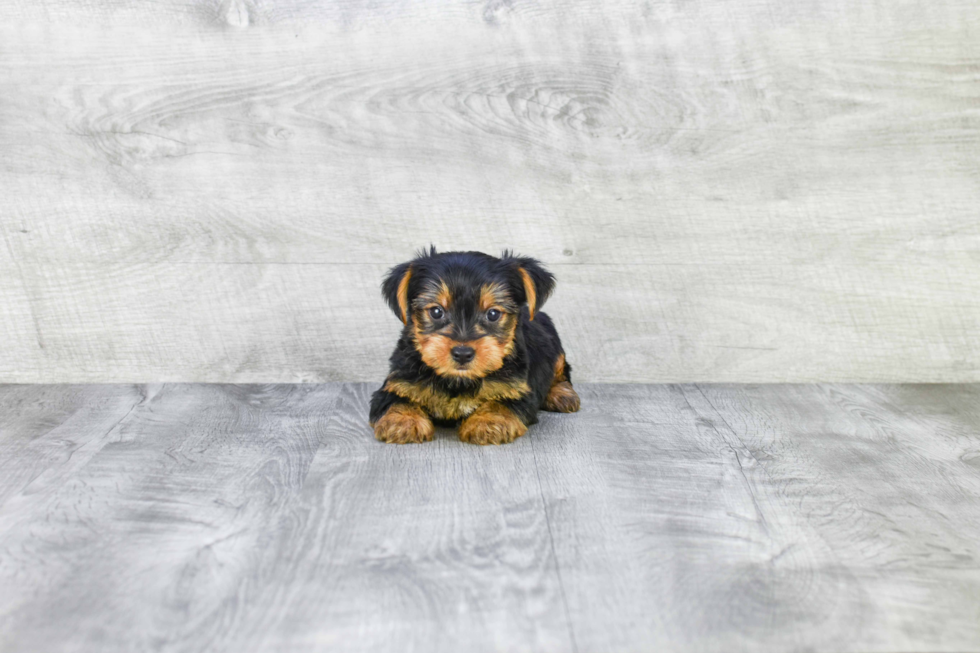 Meet Roscoe - our Yorkshire Terrier Puppy Photo 