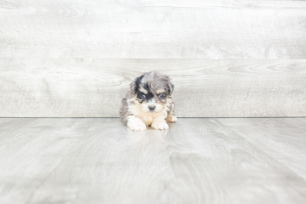 Fluffy Mini Aussiedoodle Poodle Mix Pup