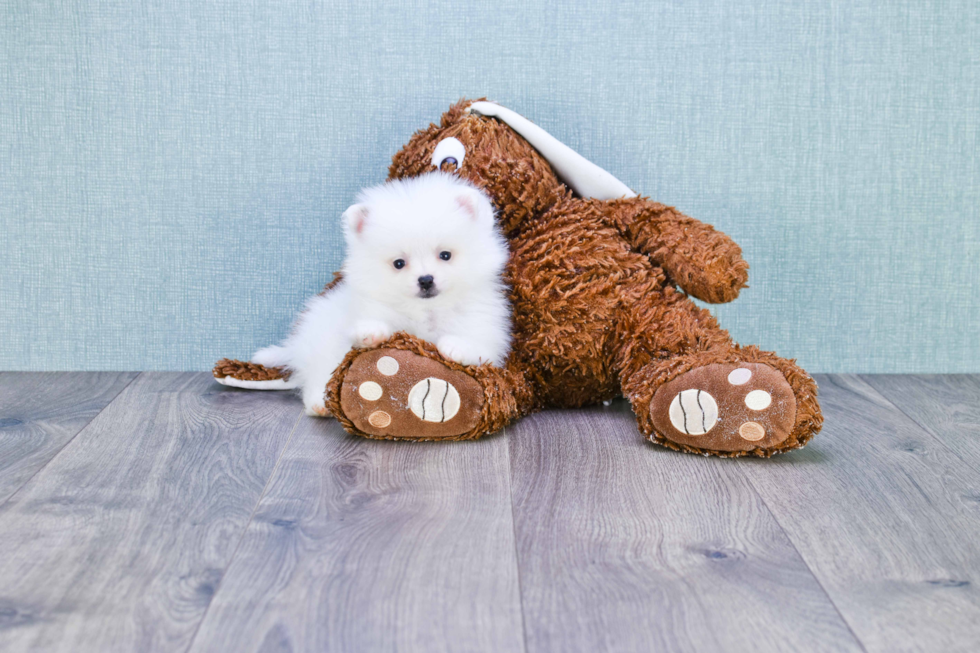 Hypoallergenic Pomeranian Purebred Pup