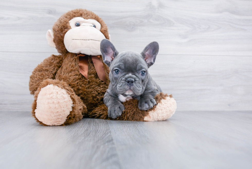 Adorable Frenchie Purebred Puppy