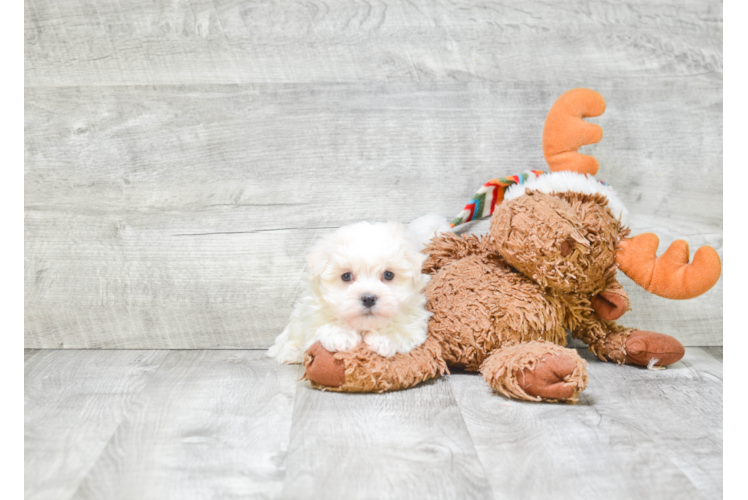 Havanese Pup Being Cute