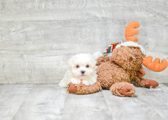 Havanese Pup Being Cute