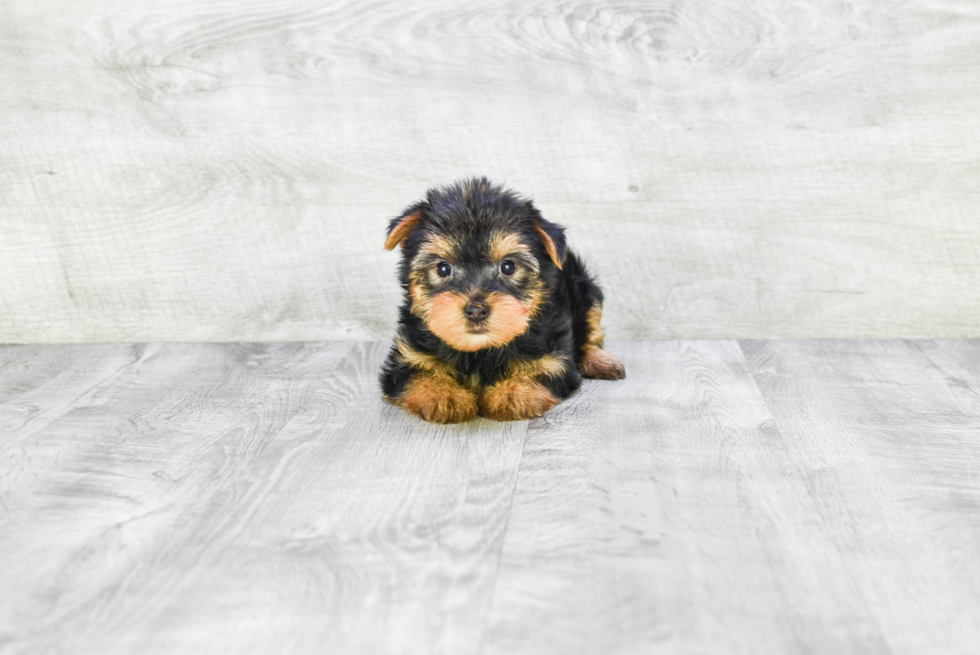 Meet Izzie - our Yorkshire Terrier Puppy Photo 