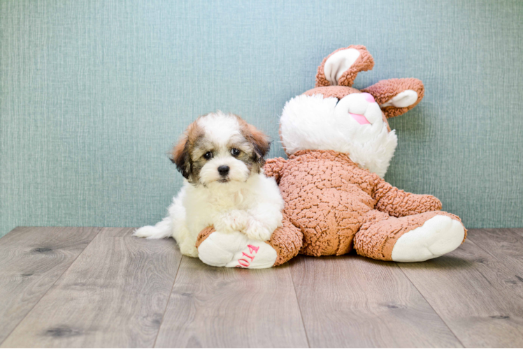 Akc Registered Havanese Purebred Pup