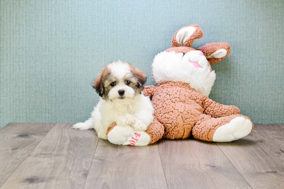 Akc Registered Havanese Purebred Pup