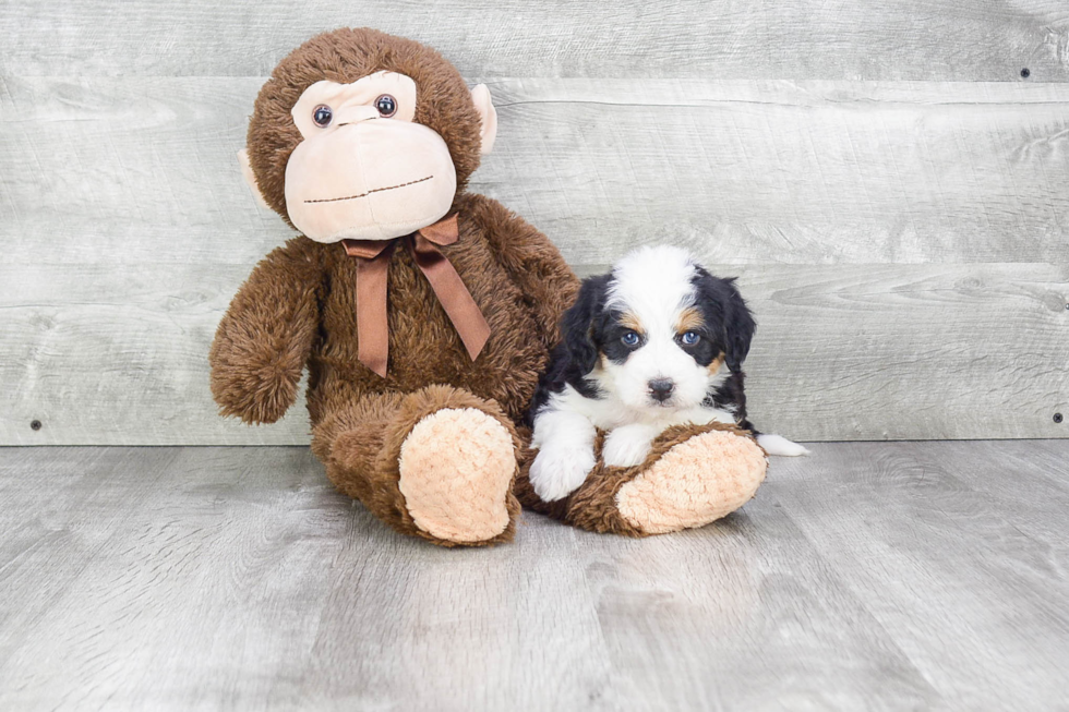 Best Mini Bernedoodle Baby