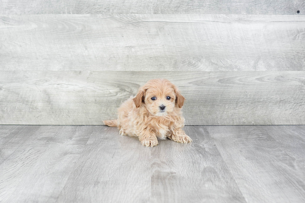 Adorable Maltepoo Poodle Mix Puppy