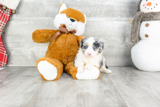 Popular Mini Aussiedoodle Poodle Mix Pup