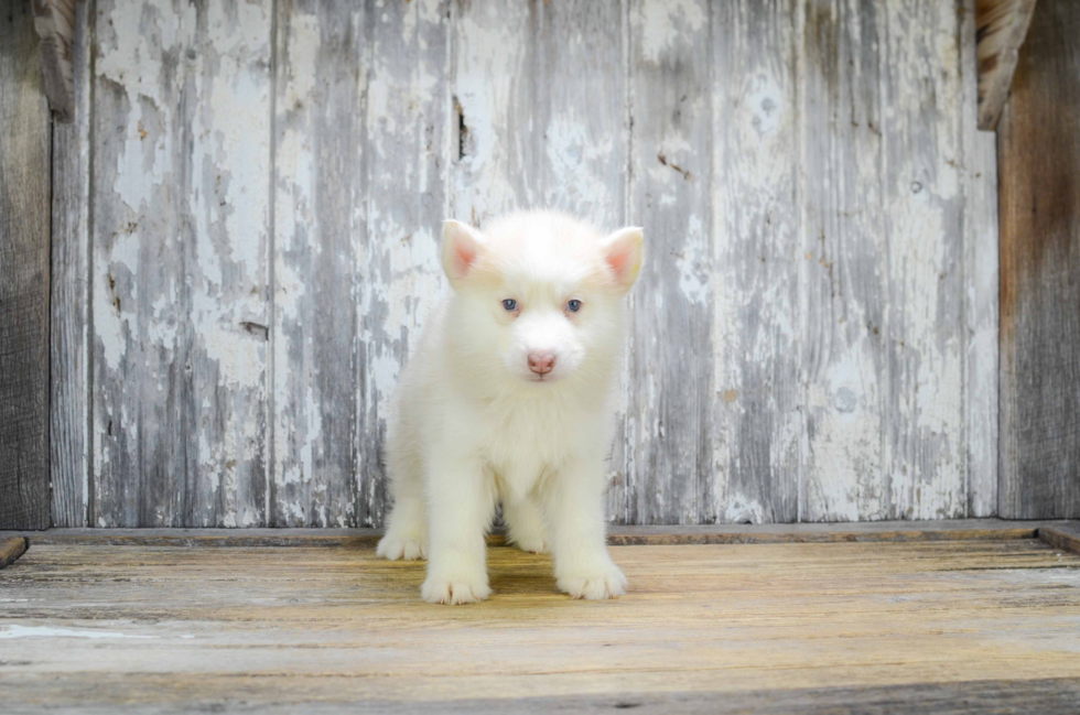 Pomsky Puppy for Adoption