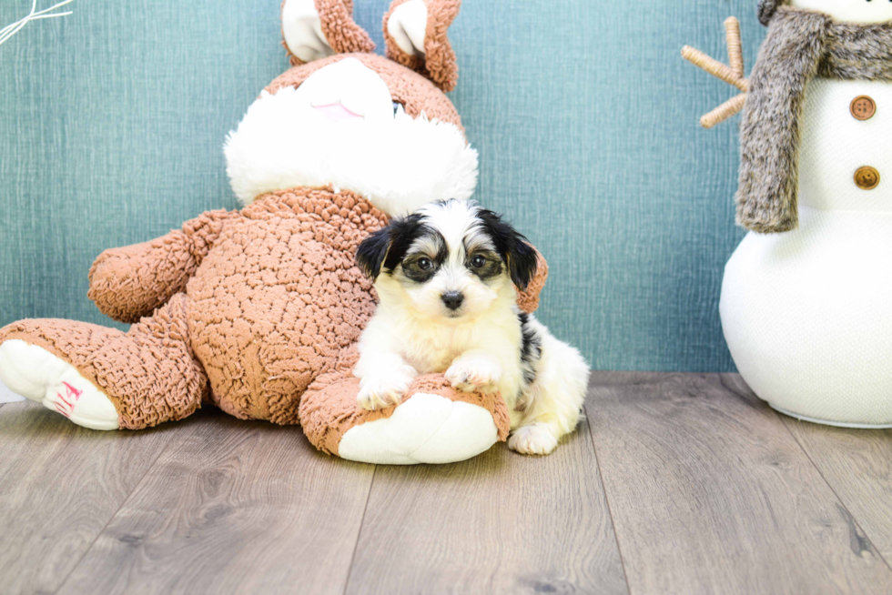 Playful Yorkie Designer Puppy