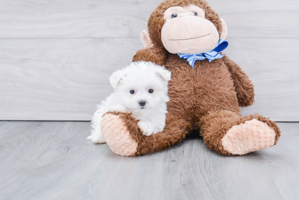 Maltese Pup Being Cute