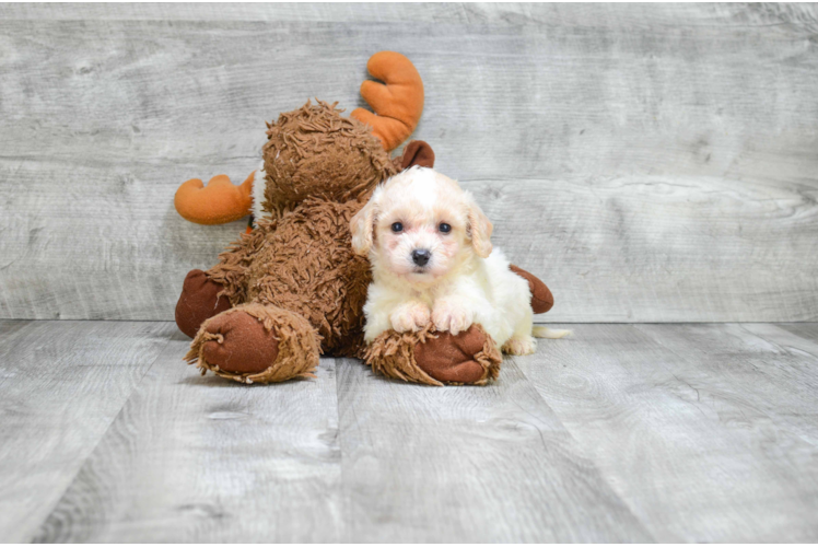 Best Cavachon Baby