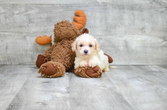 Best Cavachon Baby