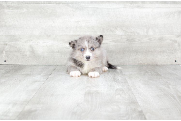 Pomsky Pup Being Cute