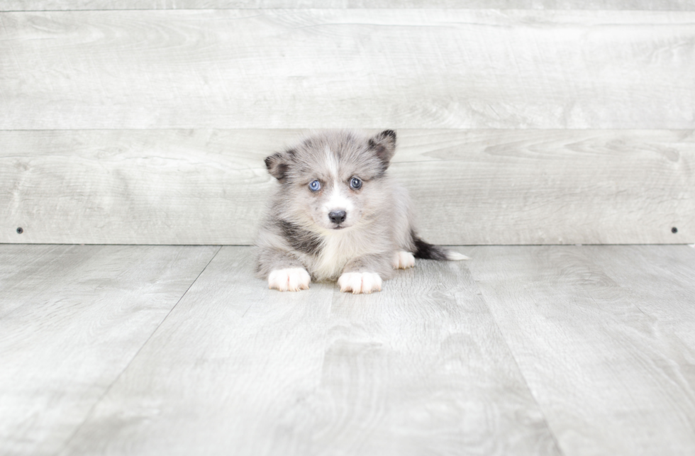 Pomsky Pup Being Cute