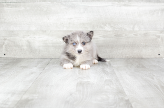 Pomsky Pup Being Cute