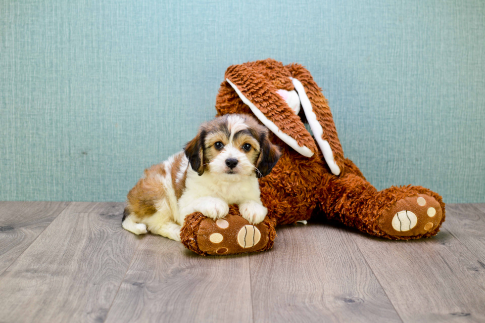 Best Cavachon Baby