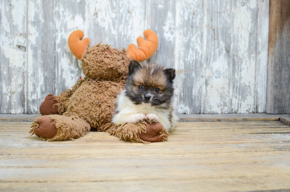 Small Pomeranian Baby