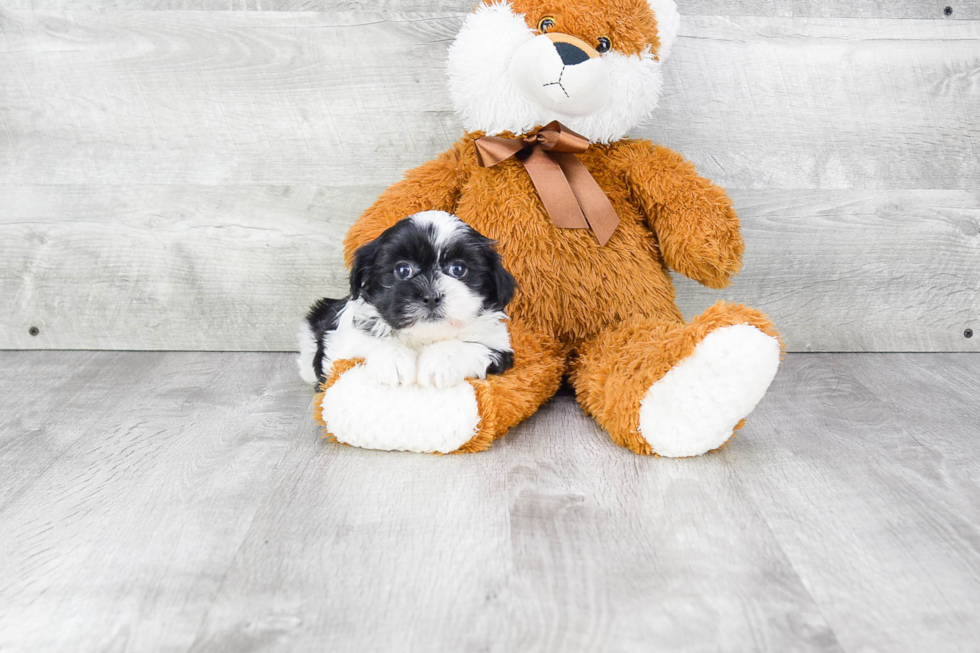 Popular Teddy Bear Designer Pup