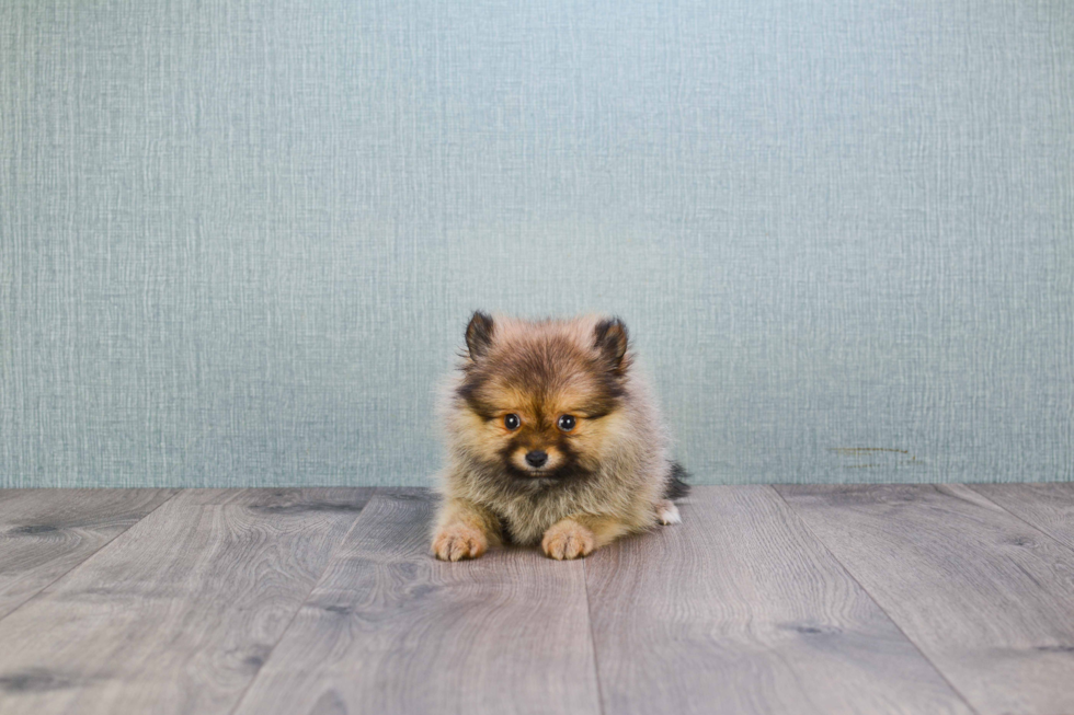 Pomeranian Puppy for Adoption