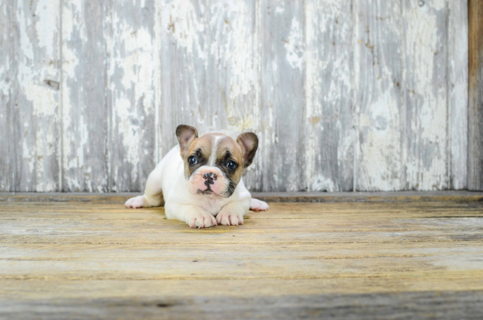 Funny French Bulldog Purebred Pup