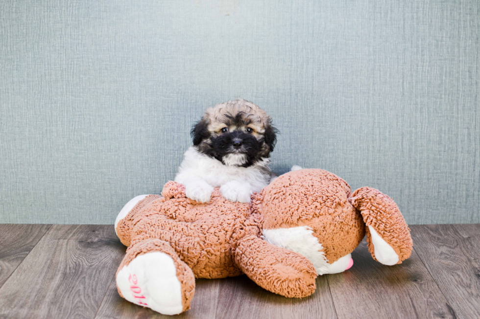 Little Havanese Purebred Pup