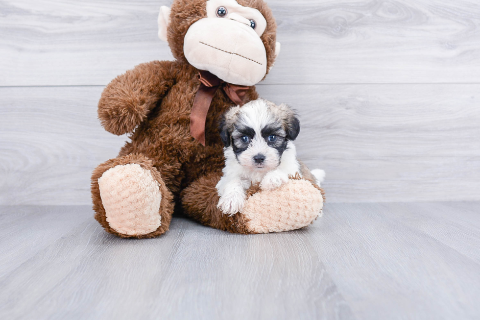 Cute Teddy Bear Baby