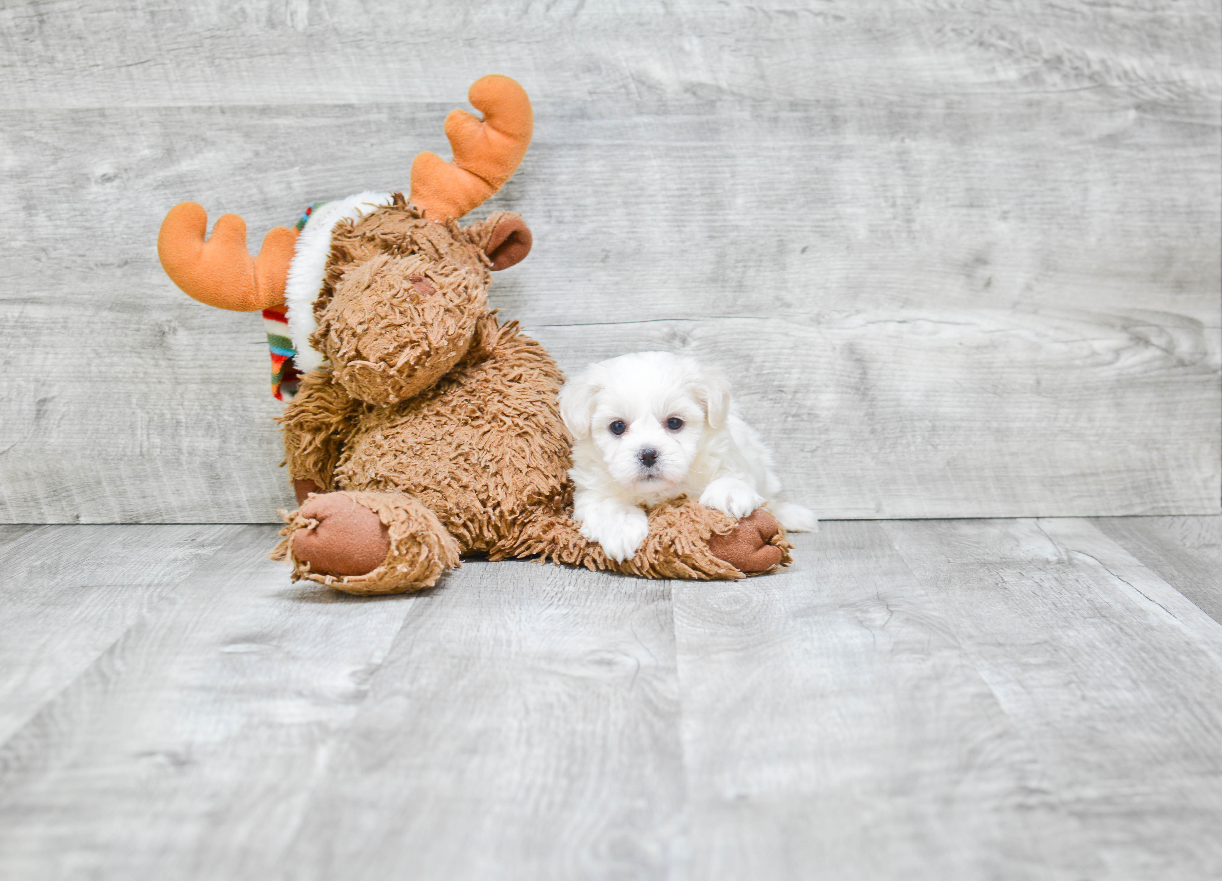 Small Teddy Bear Baby