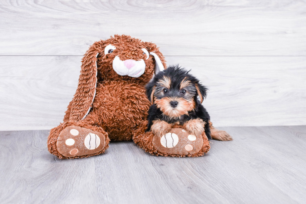 Meet Bella - our Yorkshire Terrier Puppy Photo 