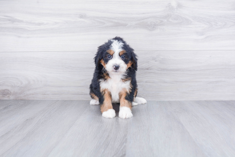 Playful Mini Berniedoodle Poodle Mix Puppy