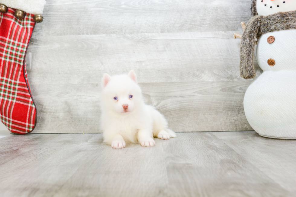 Fluffy Pomsky Designer Pup