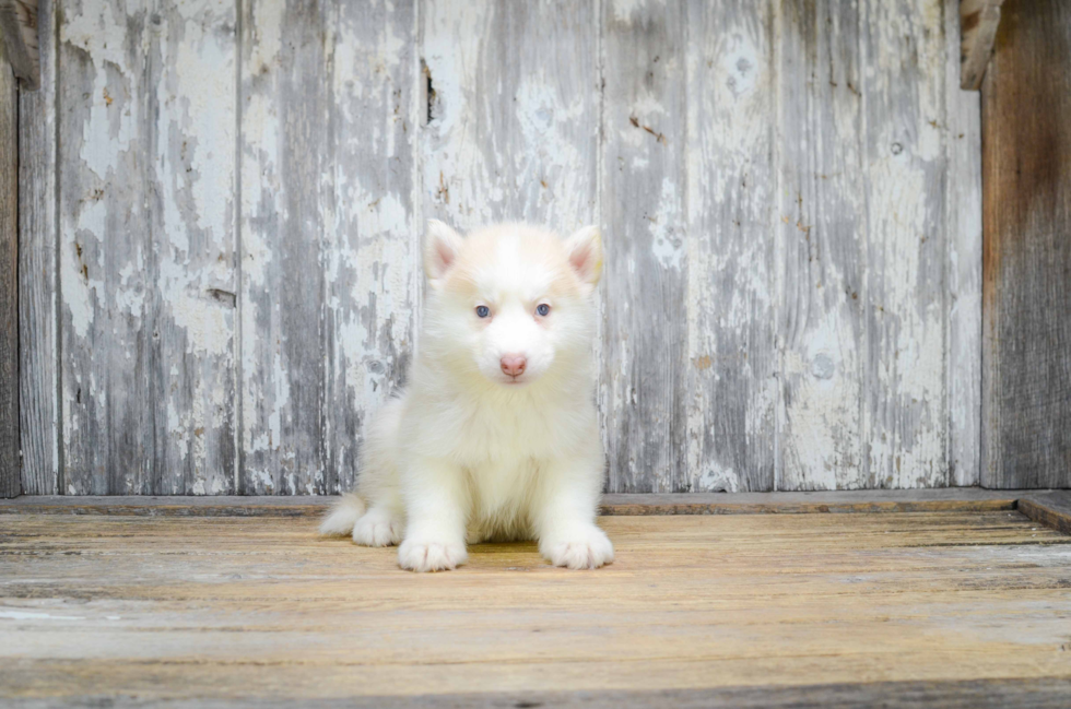 Pomsky Puppy for Adoption