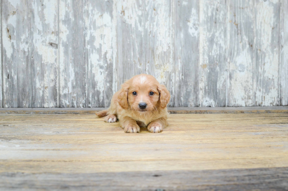 Cavapoo Pup Being Cute