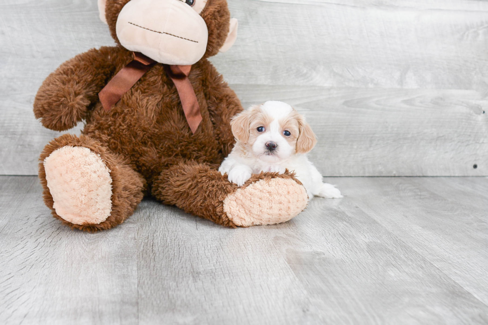 Small Maltipoo Baby