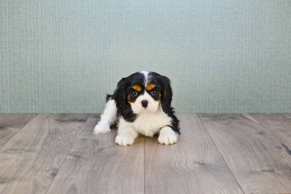 Cavalier King Charles Spaniel Puppy for Adoption