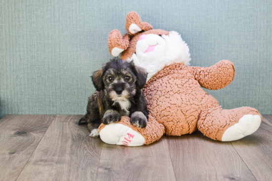 Best Mini Schnauzer Baby