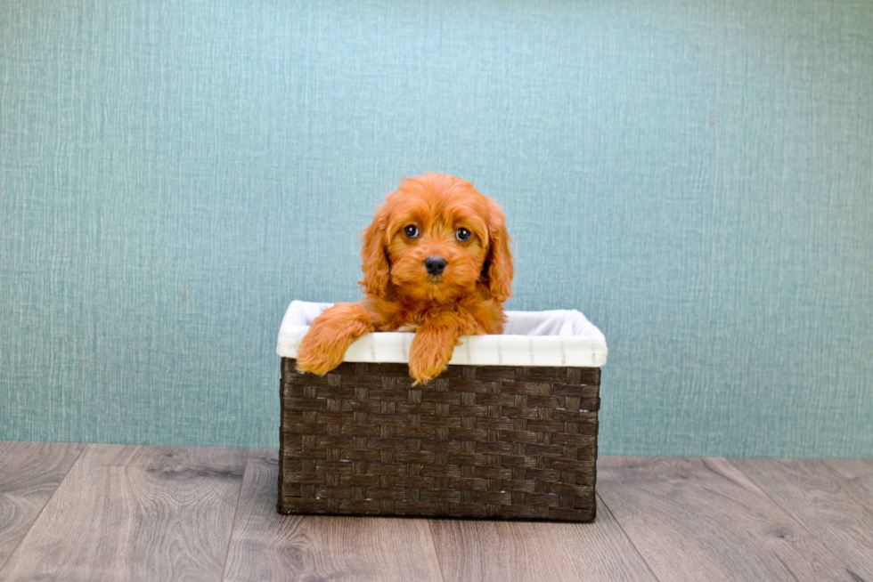 Popular Cavapoo Poodle Mix Pup