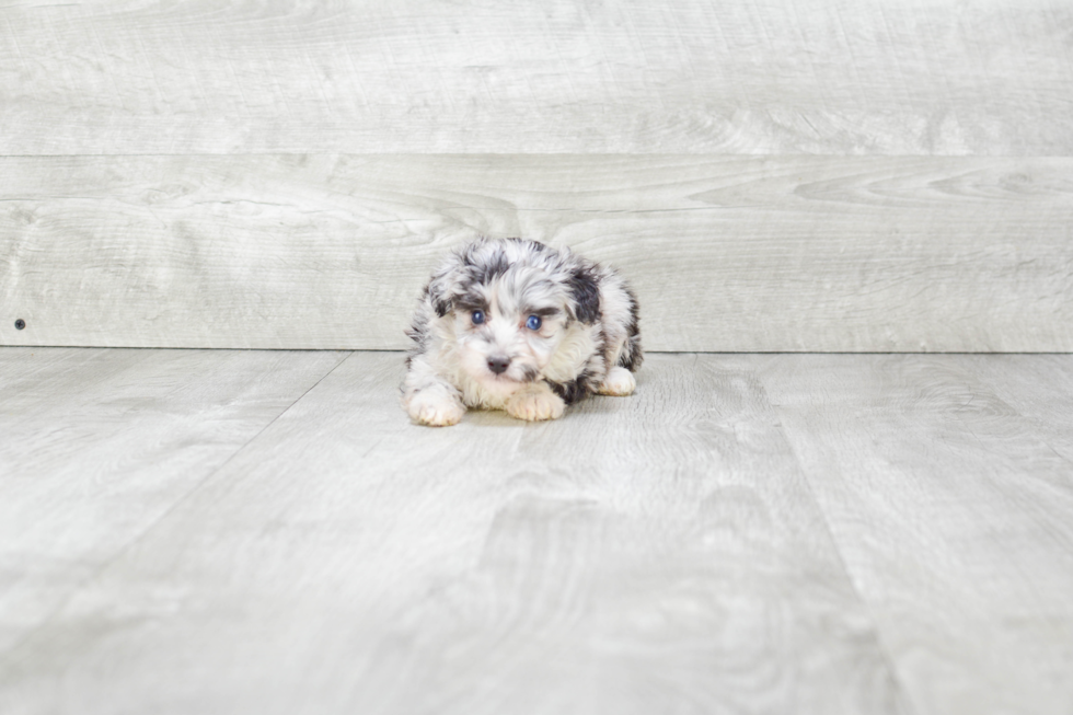 Mini Aussiedoodle Pup Being Cute