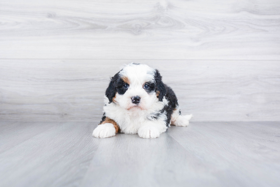 Best Mini Bernedoodle Baby