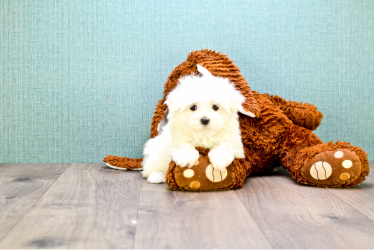 Maltese Puppy for Adoption