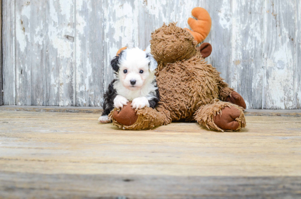 Best Mini Aussiedoodle Baby