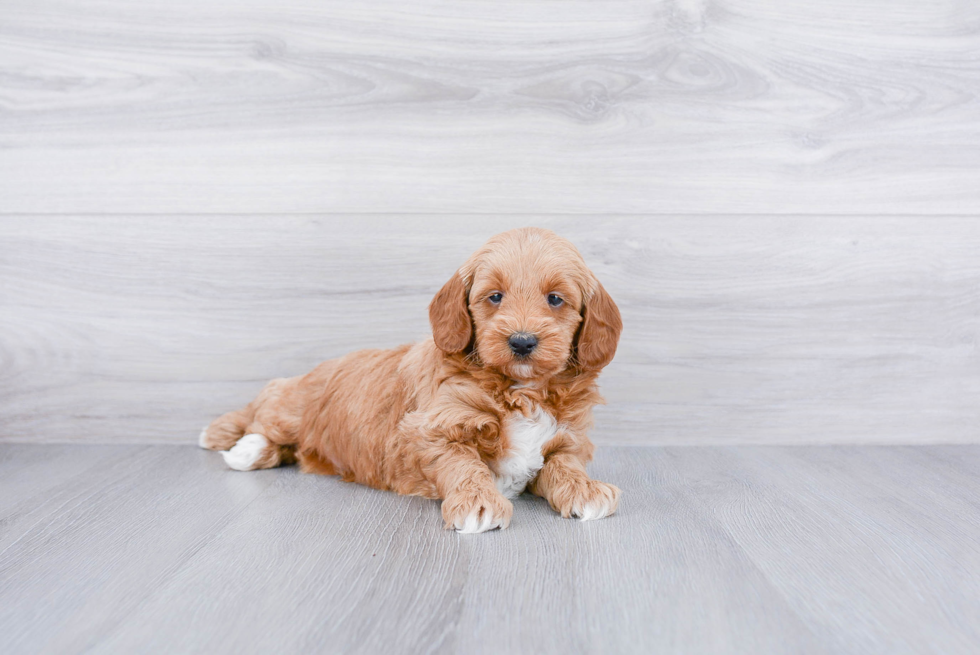 Little Golden Retriever Poodle Mix Puppy