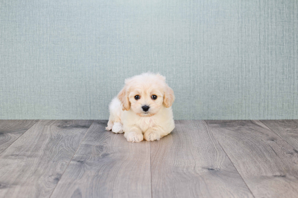 Petite Cavachon Designer Pup